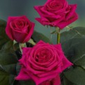 Pink Bordeaux®