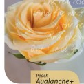 Peach AVELANCHE®