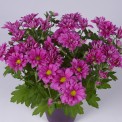 Moerheim® Pot MUM Pink Token