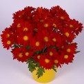 Moerheim® Pot MUM Red Alert