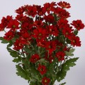 Moerheim® Spray MUM Red Terror