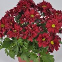 Moerheim® pot MUM's Red Token