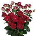 Ruby Star®