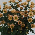 Moerheim® Spray MUM Rossi salmon