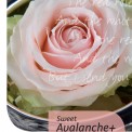 Sweet AVELANCHE®