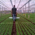 UV Crop protector in vegetables