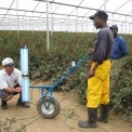 UV Crop Protector for roses