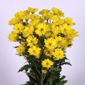 Moerheim® Spray MUM Agulo