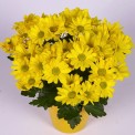 Moerheim® pot MUM's County