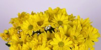 CHRYSANT + OTHER FLOWERS
