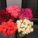 Rose sleeves