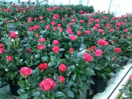 POT PLANTS for House, Patio and or Garden