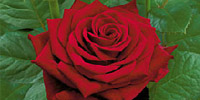 Rose varieties