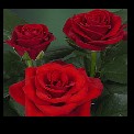 Red RIBBON®
