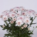 Moerheim® Spray MUM Amalfi