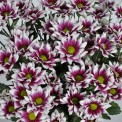 Moerheim® Spray MUM Twins
